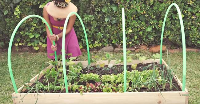 How To Make an Easy Greenhouse Out Of Hula Hoops
