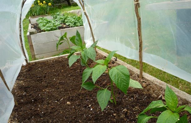 How to Make a Cedar Branch Mini-Greenhouse to Protect Seedlings