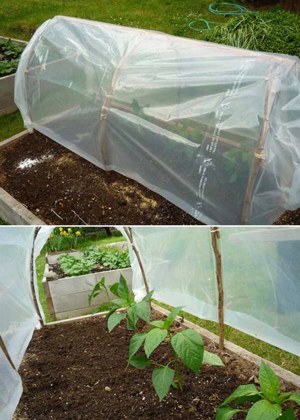 How to Make an Instant Cloche to Protect Seedlings