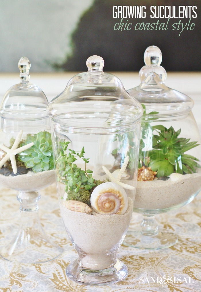 Growing Succulent Terrariums in Glass Apothecary Jars