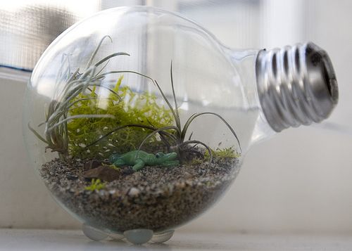 How to Make a Tiny Terrarium in a Light Bulb
